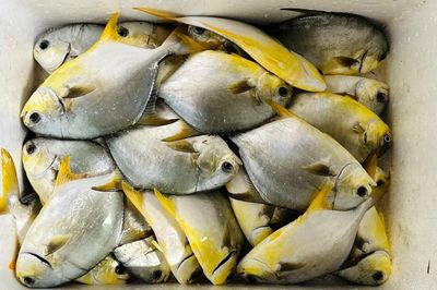 Đi chợ gặp 4 loại cá này nhất định phải mua ngay: Thịt ngon, giàu omega-3, giá lại không quá đắt