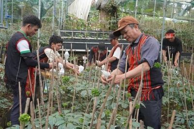 Đà Nẵng: Lễ hội quốc tế mở cơ hội nâng tầm thương hiệu Sâm Ngọc Linh