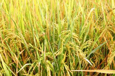 Giá lúa gạo hôm nay 31/7: Nhiều giống lúa tươi tăng