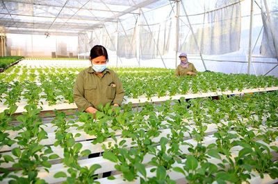 Hà Nội: Đẩy mạnh chuyển đổi xanh đưa nông nghiệp phát triển bền vững