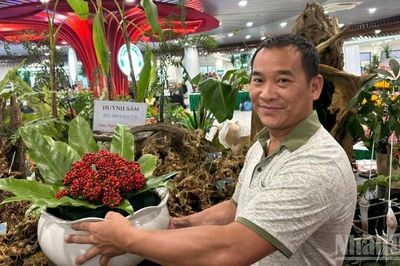 Sức hút của Lễ hội Sâm Ngọc Linh và Dược liệu Quốc tế Đà Nẵng 2026