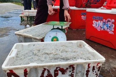 Nhộn nhịp mùa cá cơm bún trên vùng biển Lộc Hà và Thạch Khê