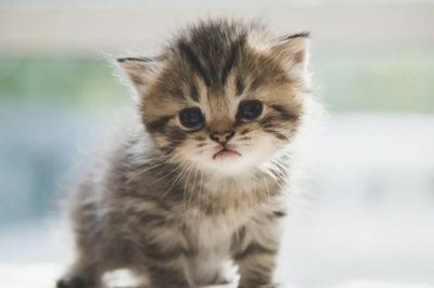 Mèo có thể hiểu tiếng người nhanh hơn cả trẻ nhỏ