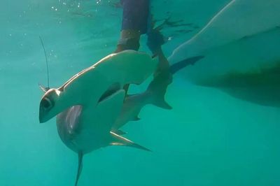 Galápagos- 'nhà trẻ thiên nhiên' của cá mập búa trơn