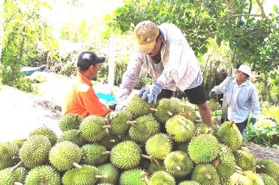 Mã số vùng trồng sầu riêng: Cách nào tránh cảnh 'cha chung không ai khóc'?