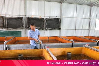 Giá lươn không bùn giảm sâu, người nuôi 'tiến thoái lưỡng nan'