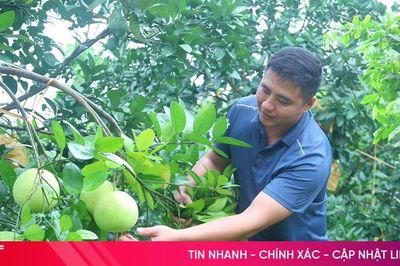 Vụ bưởi Phúc Trạch 2026: Sản lượng giảm, chất lượng vượt trội