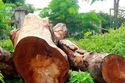 Xác minh vụ cưa hạ nhiều cây xanh trong khuôn viên trụ sở xã ở Gia Lai