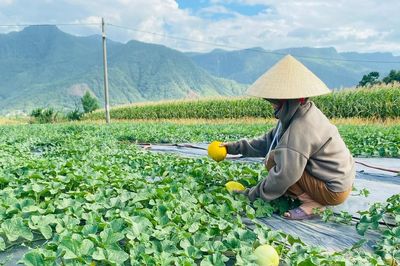Trồng dưa xen canh trên cánh đồng Ba Khe