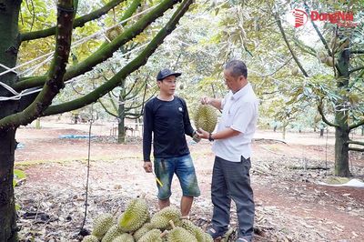 [Video] Nghề hái trái thời vụ kiếm bạc triệu