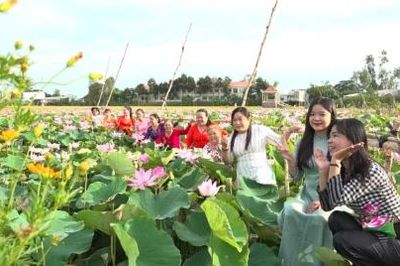 Cánh đồng sen ở Tân Thạnh 'hút' khách đến tham quan, chụp ảnh