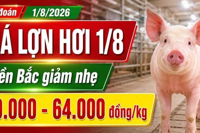 Giá lợn hơi hôm nay 1/8/2026: Thị trường tiếp tục đi xuống