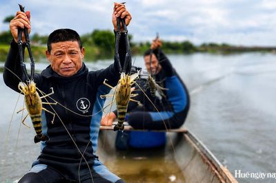 Săn tôm càng xanh 'khủng' trên sông Bồ