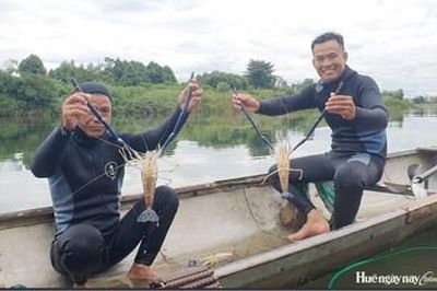 Săn tôm càng xanh trên sông Bồ
