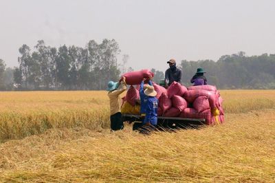 An Giang: Chủ động 'vượt lũ, đón triều', bảo vệ gần 500.000 ha lúa Hè Thu
