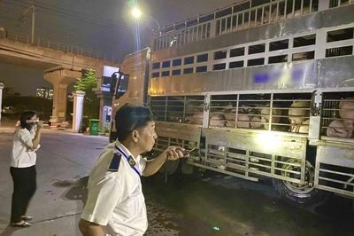 Lập đoàn liên ngành, đồng loạt kiểm tra chất cấm trong lợn thịt