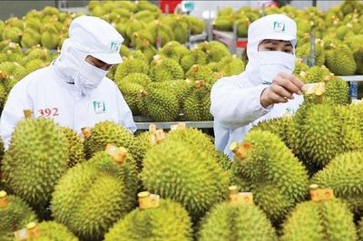 Ấn Độ chính thức mở cửa cho sầu riêng Việt Nam