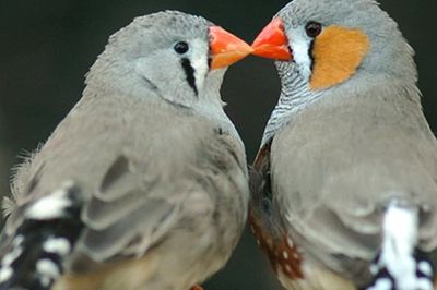 AI đã giải mã được tiếng chim, ngày con người nói chuyện được với động vật sắp đến gần?