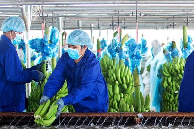 HAGL Agrico của tỷ phú Trần Bá Dương đã có lãi