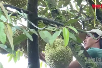 [Video] Phân cấp cho cấp xã cấp mã số vùng trồng, cơ sở đóng gói