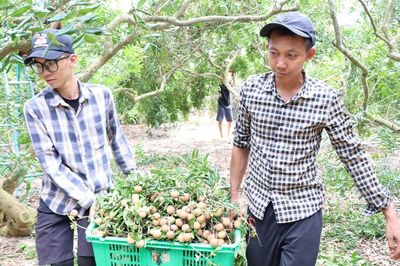 Nhãn Phước Hải chín rộ, nhà vườn tất bật thu hoạch, đón du khách