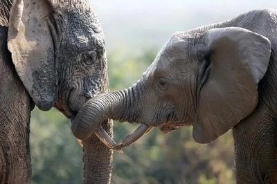 Bí mật thế giới cảm xúc của loài vật: Chúng có 'trái tim' giống con người?
