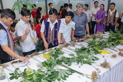 Nâng tầm Sâm Ngọc Linh thành ngành kinh tế sinh học giá trị cao
