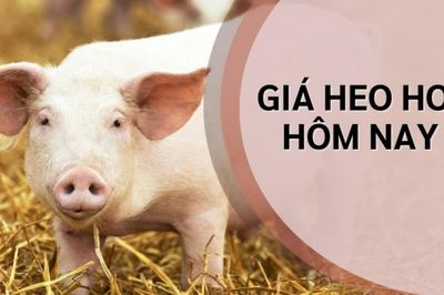Giá heo hơi hôm nay 2/8: Biến động nhẹ tại nhiều địa phương, trượt mốc 65.000 đồng/kg