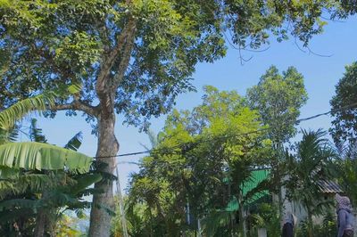 Đặc sản Hà Tĩnh mất mùa