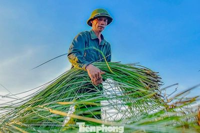 Nông dân 'vương quốc cói' tất bật vào vụ thu hoạch