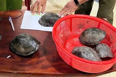 Phát hiện 5 cá thể rùa hộp lưng đen quý hiếm đi lạc