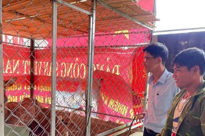 'Loài vật chỉ thấy trên tivi' thành sinh kế mới của người Gié Triêng
