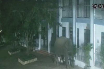 Voi rừng phá tường rào, xông vào khuôn viên trường học ở Sơn La