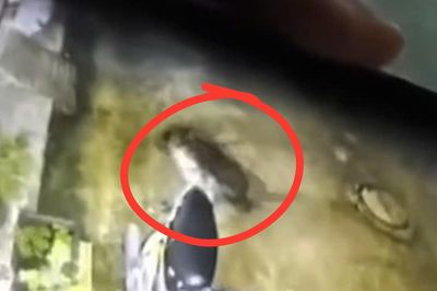 Truy tìm con chó 20kg lao vào tấn công bé trai 6 tuổi ở Đồng Nai