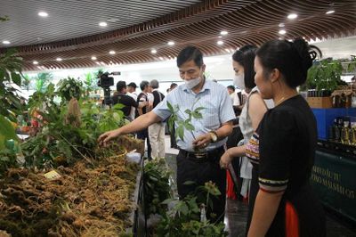 Mở lối cho sâm Ngọc Linh vươn xa