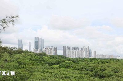 Thâm Quyến gìn giữ những cánh rừng giữa lòng đô thị hiện đại