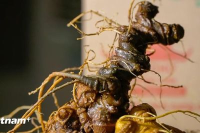 Sâm Ngọc Linh: Báu vật trong tay, bao giờ 'hóa rồng'?