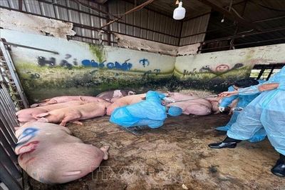 Tăng kiểm soát dịch bệnh, sử dụng chất cấm trong chăn nuôi