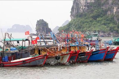 Quảng Ninh: Hơn 4.100 tàu cá trên 6 mét được quản lý trên hệ thống VNFishbase