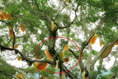 Nhìn lên cây sung cổ thụ, người dân sửng sốt chứng kiến cảnh tượng 'nổi da gà'