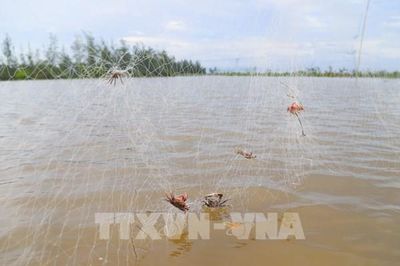 Những 'trận địa' bẫy chim tận diệt ven biển