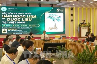 Định vị thương hiệu toàn cầu cho 'quốc bảo' sâm Ngọc Linh