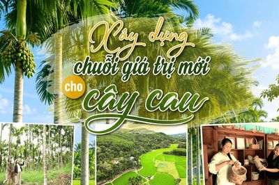 [eMagazine] - Xây dựng chuỗi giá trị mới cho cây cau