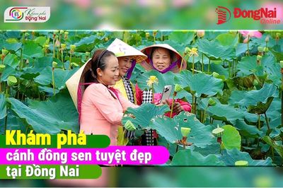 [Video] Khám phá cánh đồng sen tuyệt đẹp tại Đồng Nai