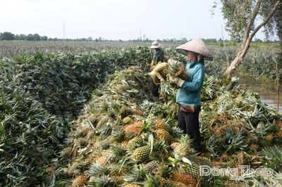 Từ nguồn vốn nghĩa tình đến những mùa khóm ngọt