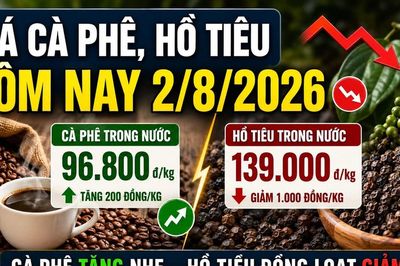 Giá cà phê hôm nay 2/8 tăng nhẹ, hồ tiêu giảm 1.000 đồng/kg