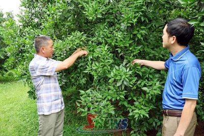 Đa dạng cây trồng, nâng cao hiệu quả sản xuất