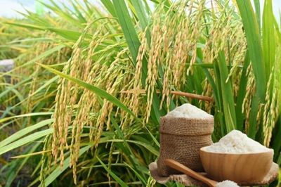 Ngày 2/8: Giá lúa gạo tại Đồng bằng sông Cửu Long ít biến động
