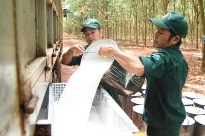 Ngày 2/8: Giá cao su trên các sàn giao dịch châu Á đồng loạt tăng