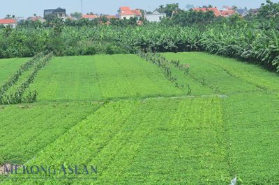 Chương trình hành động của Bộ Chính trị thực hiện Kết luận 75 về bảo vệ môi trường